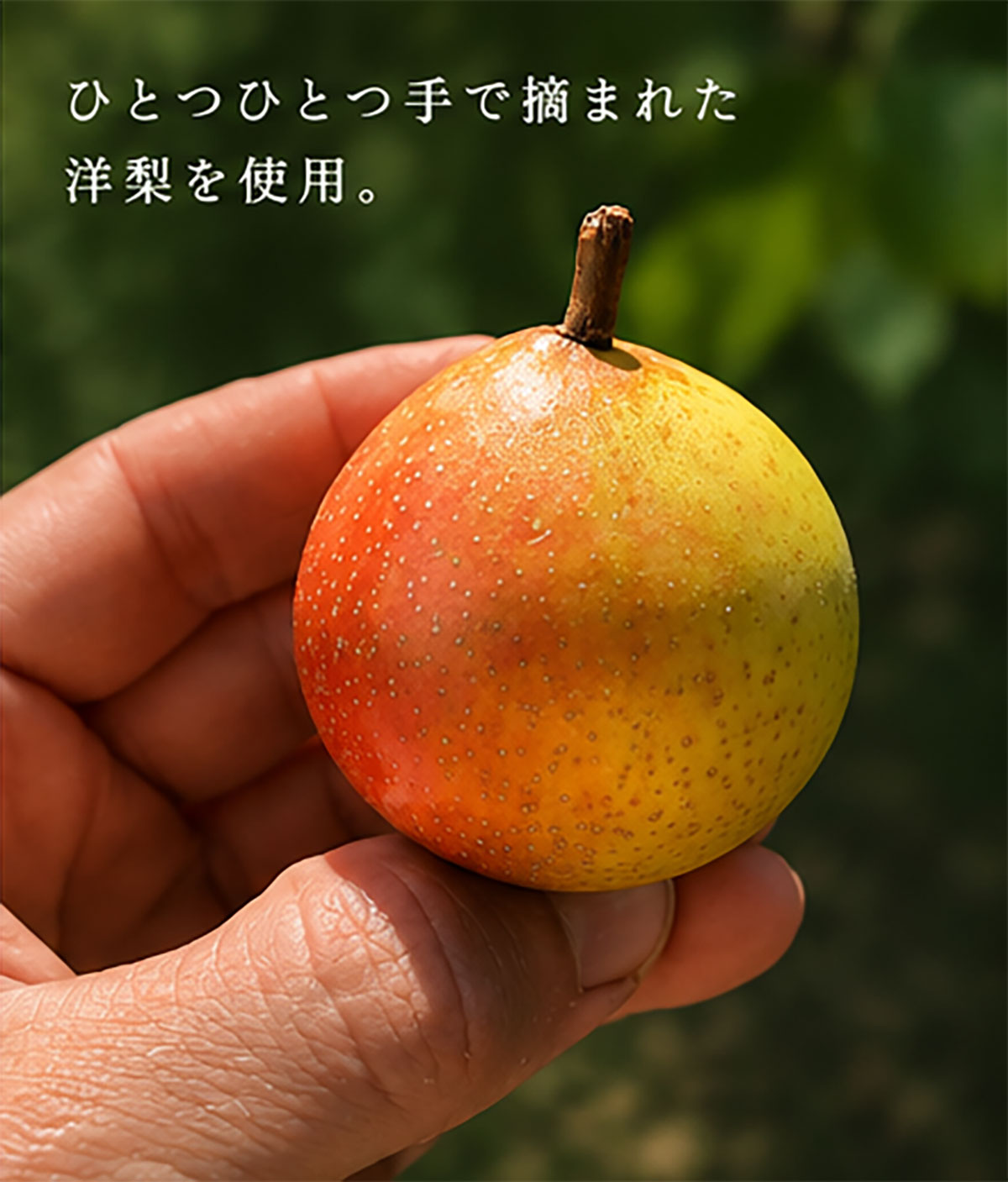 ポワレ オータンティック（洋梨の微発泡酒）〈中辛口〉750ml